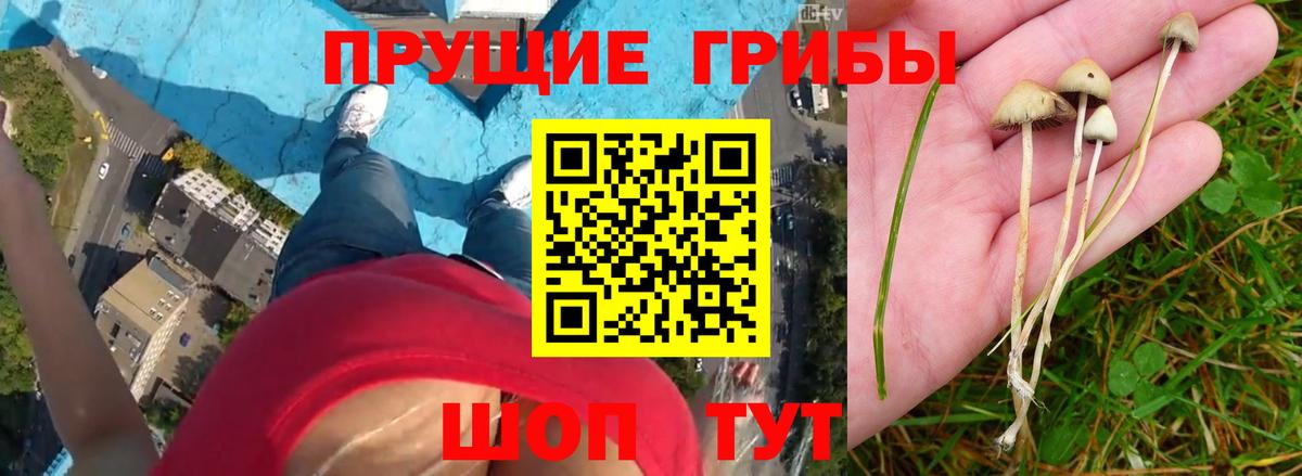 Псилоцибиновые грибы Cubensis Туапсе